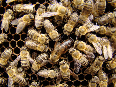 Bee , Honey