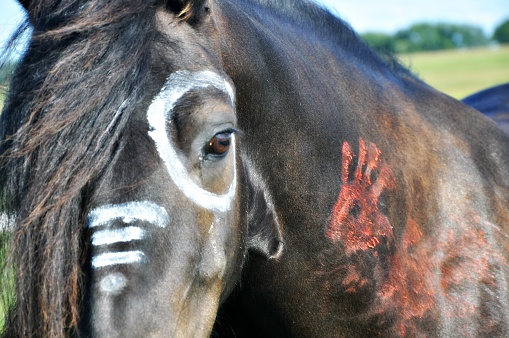 A warrior's horse.  She, the warrior, rides the black horse into the night.  The Spirit guides her.