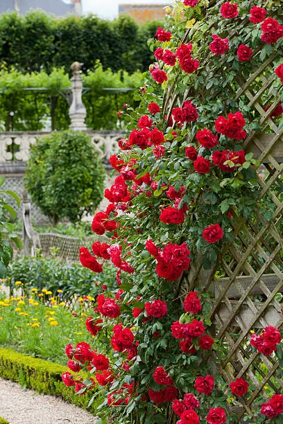 Flowering red roses in the garden