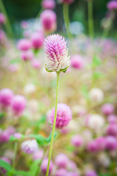 istock Pink flowers in garden 480956394