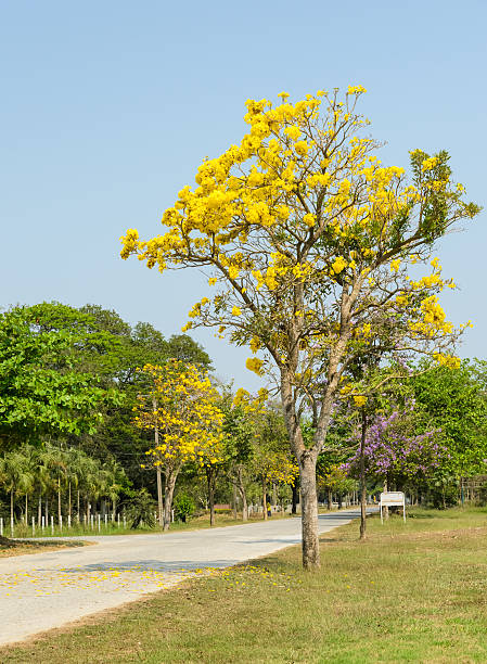 istock Beautiful flower blossom road 480956955