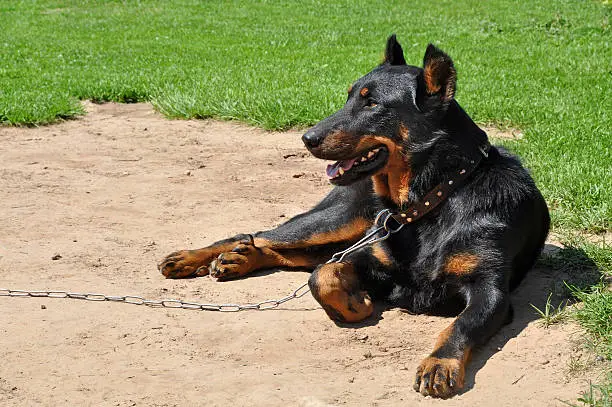 Beauceron dog outside in the courtyard