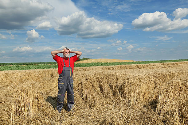 agriculteur geste dans l'agriculture, le champ de blé - wheat cereal plant agriculture whole wheat photos et images de collection