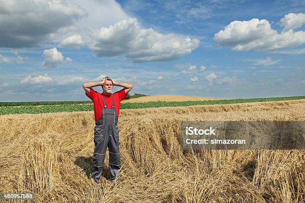 Agriculture Farmer Gesture In Wheat Field Stock Photo - Download Image Now - Farmer, Distraught, Despair