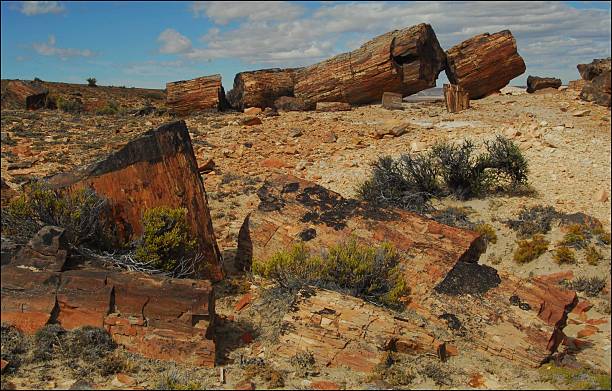 bosque petrificado, santa cruz, argentina - legno fossile foto e immagini stock