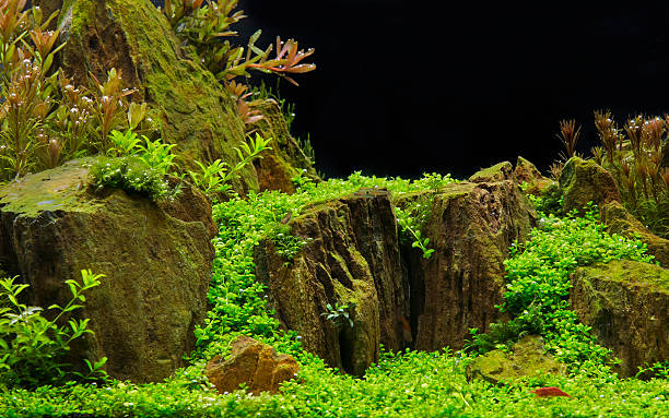 istock Aquatic plants in tropical 480957789