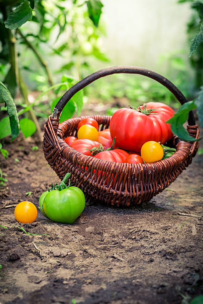 istock Tomato taken from the greenhouse 480958024