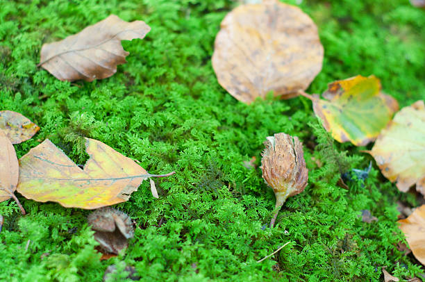 istock Dry leaves in te ground, covered on moss 480958689