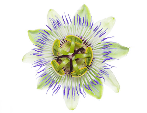 istock passiflora flower on the white, isolated and closeup 480958995