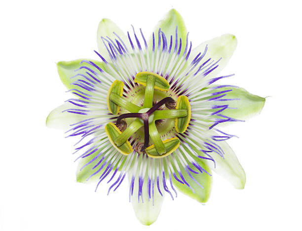 passiflora flower on the white, isolated and closeup passiflora flower on the white, isolated and closeup passion fruit flower stock pictures, royalty-free photos & images