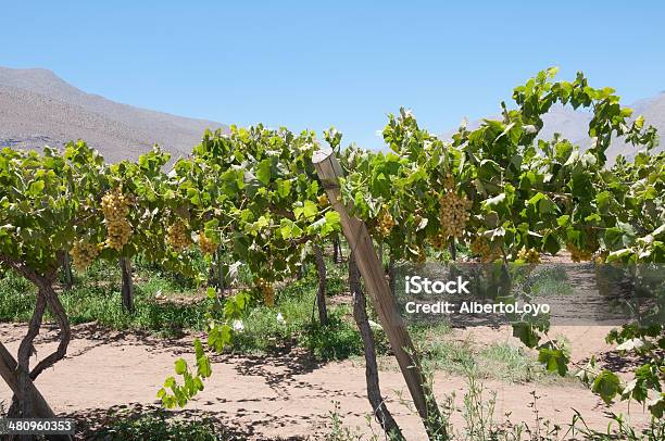 Viñedo Uvas En Un Valle Elqui Foto de stock y más banco de imágenes de Chile - Chile, Agricultura, Aire libre