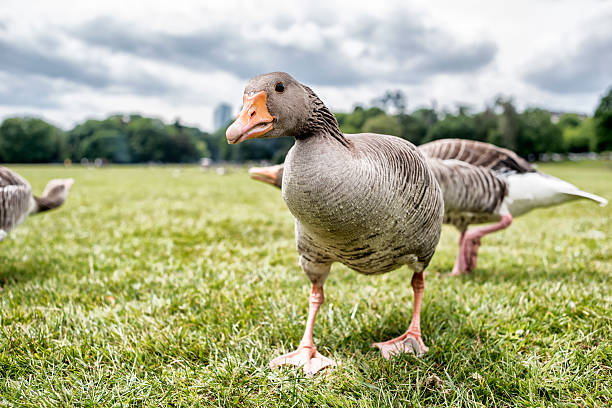 Inquisitive greylag geese at a public park, Frankfurt, Germany