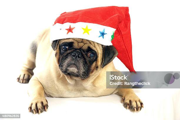 Lindo Cão Sentado Pug - Fotografias de stock e mais imagens de Amizade - Amizade, Amor, Animal