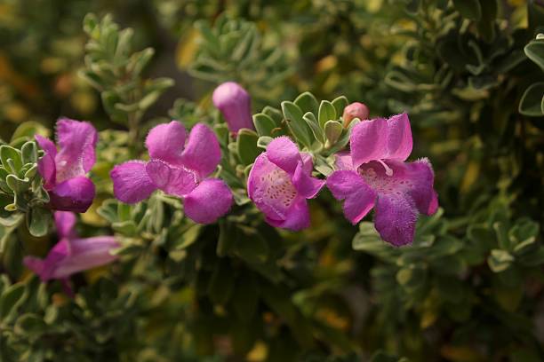 leucophyllum frutescens - texas tea imagens e fotografias de stock