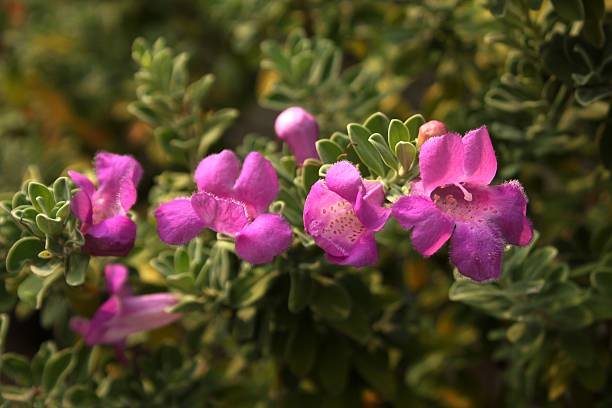 leucophyllum frutescens - texas tea fotografías e imágenes de stock