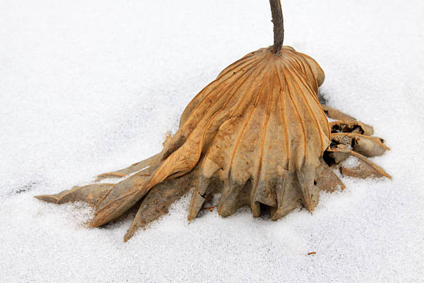 istock dry lotus leaf in the snow 480963081