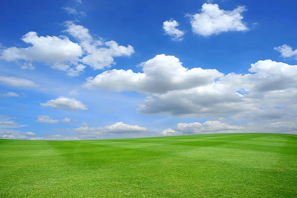 草のフィールド - 草原 ストックフォトと画像