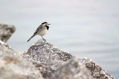 Small black and white bird sitting on stone looking to the right