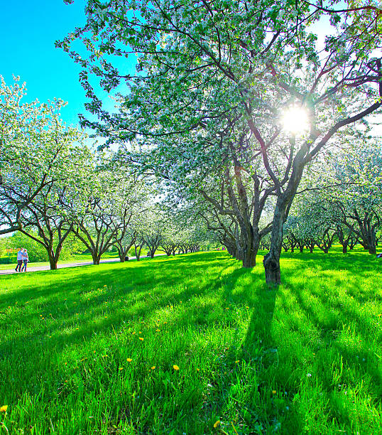 hermosa flor abriéndose apple trees in spring park - lea fotografías e imágenes de stock