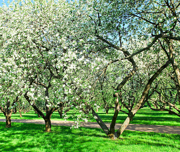 hermosa flor abriéndose apple trees in spring park - lea fotografías e imágenes de stock