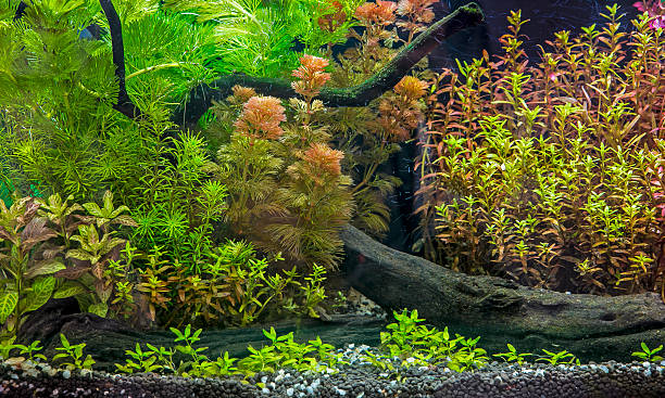 plantas aquáticas em tropical - hobbies freshwater fish underwater panoramic imagens e fotografias de stock