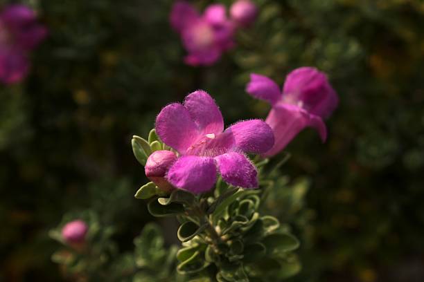 leucophyllum frutescens - texas tea fotografías e imágenes de stock