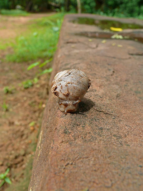 caracol de jardim, hélice aspersa - flecking - fotografias e filmes do acervo