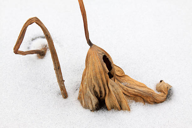 istock dry lotus leaf in the snow 480963965