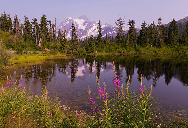Mt Shuksan in the Summer Mt Shuksan rises in Whatcom County, WA to the East of Mt Baker. A beautiful view on the Mountain opens from Picture Lake. picture lake stock pictures, royalty-free photos & images
