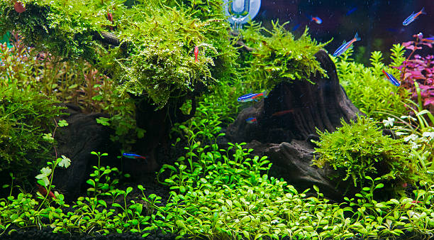 plantas aquáticas em tropical - hobbies freshwater fish underwater panoramic imagens e fotografias de stock