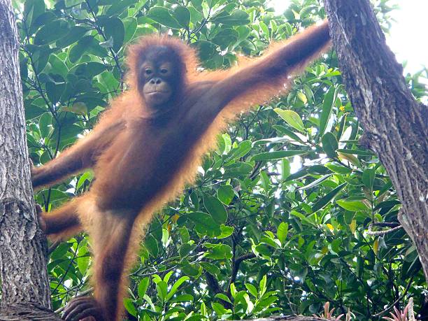 Orangutan stock photo