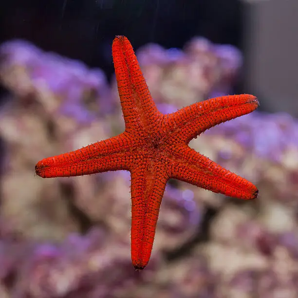 Photo of Red Fromia Starfish sticking to aquarium glass