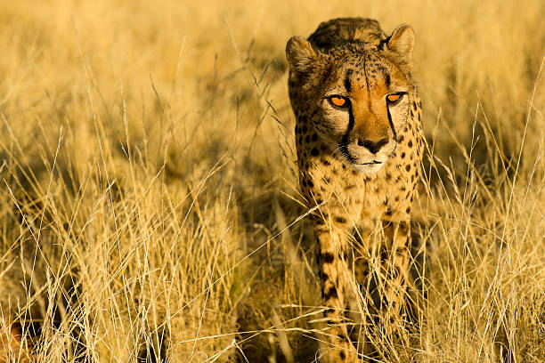 Cheetah stock photo