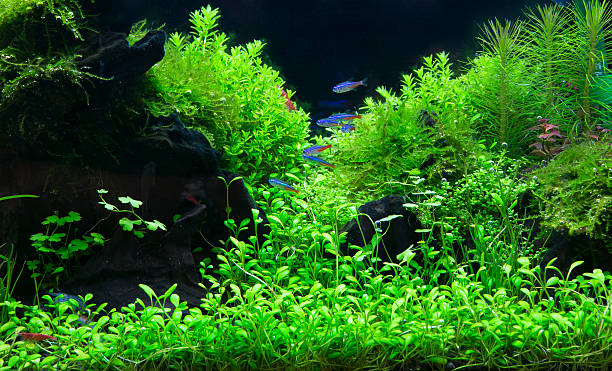 plantas aquáticas em tropical - hobbies freshwater fish underwater panoramic imagens e fotografias de stock