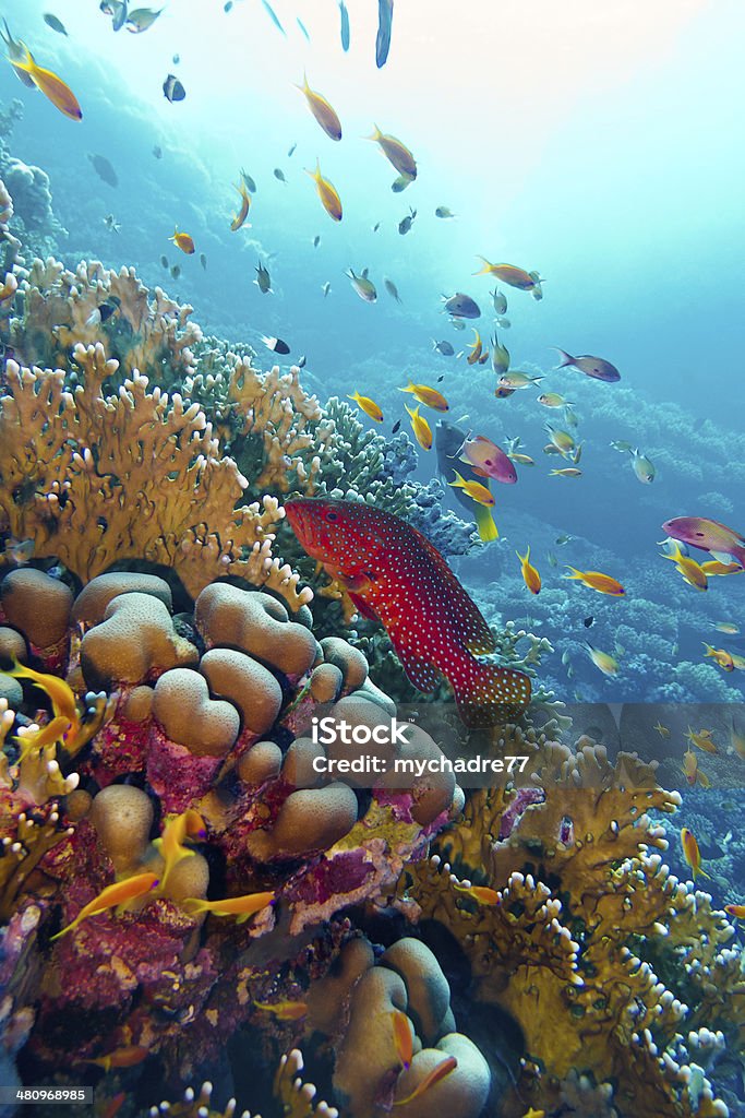 colorful coral reef with exotic fishes in tropical sea coral reef with red exotic fish cephalopholis at the bottom of tropical sea on blue water backgriund Aquarium Stock Photo