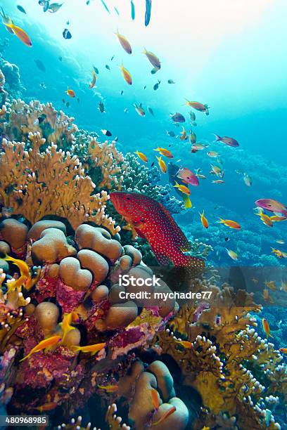 Colorful Coral Reef With Exotic Fishes In Tropical Sea Stock Photo - Download Image Now