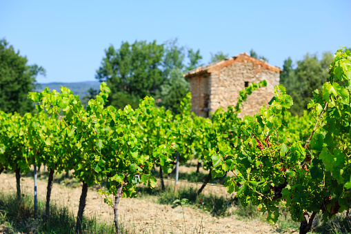 vineyard in Provence, France