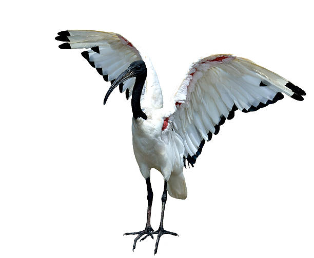 istock African sacred ibis (Threskiornis aethiopicus) opening its wings 480970305