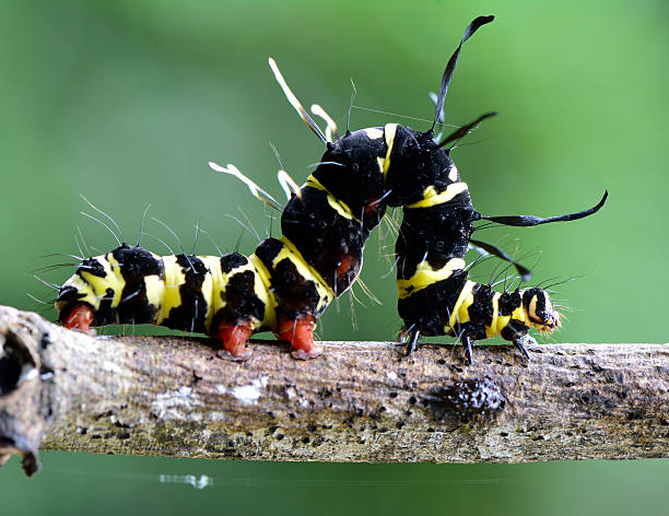 istock Amazing Black and Yellow Butterfly worm 480970335
