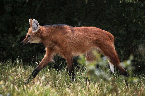 loup à crinière (chrysocyon brachyurus). - loup à crinière photos et images de collection