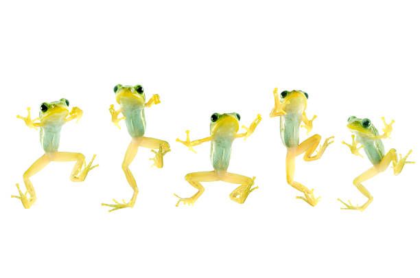 istock Japanese Tree Frog-Hyla japonica 480972891