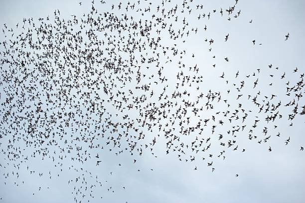 istock Crowd of bat are flying out from cave 480972907