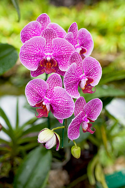 istock Beautiful pink orchid from the garden 480973426