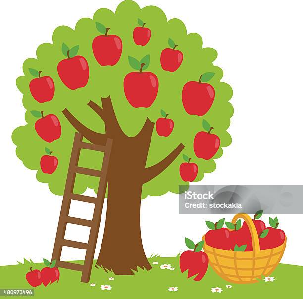 Apple Tree Harvesting Stock Illustration - Download Image Now - Apple Tree, Apple - Fruit, Picking - Harvesting