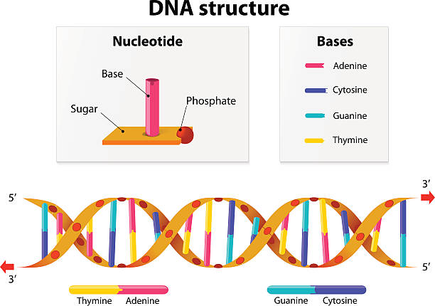 ilustrações, clipart, desenhos animados e ícones de estrutura de dna - nucleotides