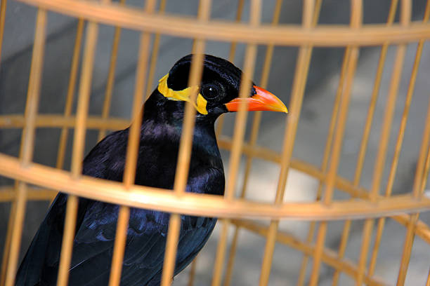 Colorful cages for sale at the bird market in Yogyakarta, Java, Indonesia.