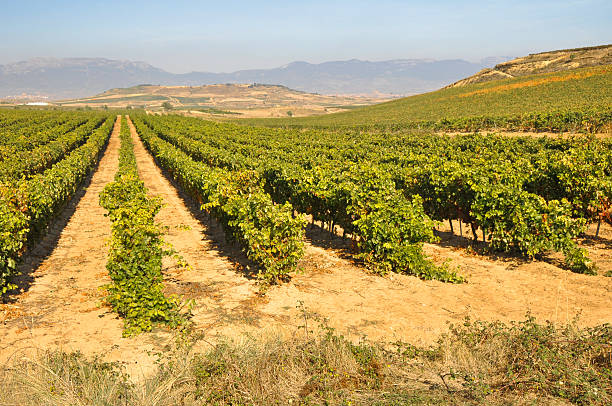 istock Vineyard at Autumn, La Rioja (Spain) 480974121
