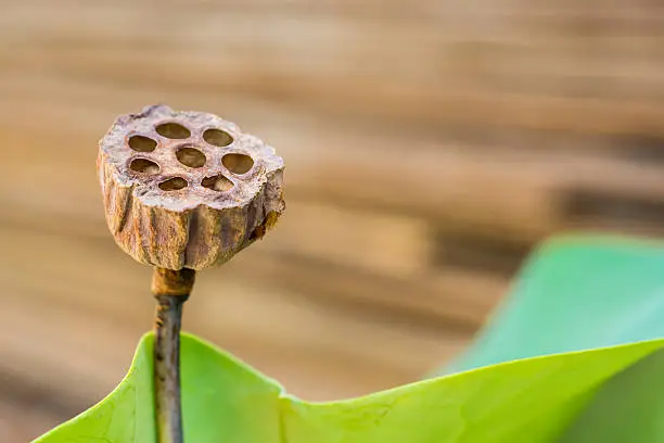 Photo of old bunch of lotus pods on green leaves