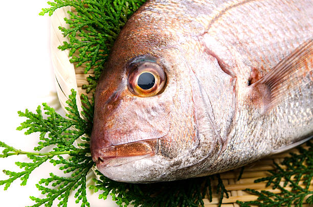 istock Red Seabream-Pagrus major 480974747
