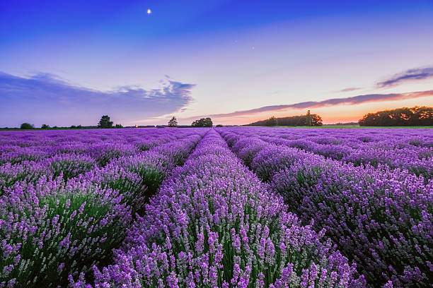 splendide lever de soleil et de nuages au-dessus de champ de lavande - beauty in nature flower flower head blossom photos et images de collection